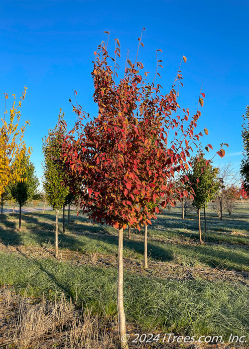 American Hornbeam grows in a nursery row with flaming red fall foliage.