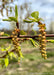 Closeup of long hanging flowers called catkins with green leaves emerging.