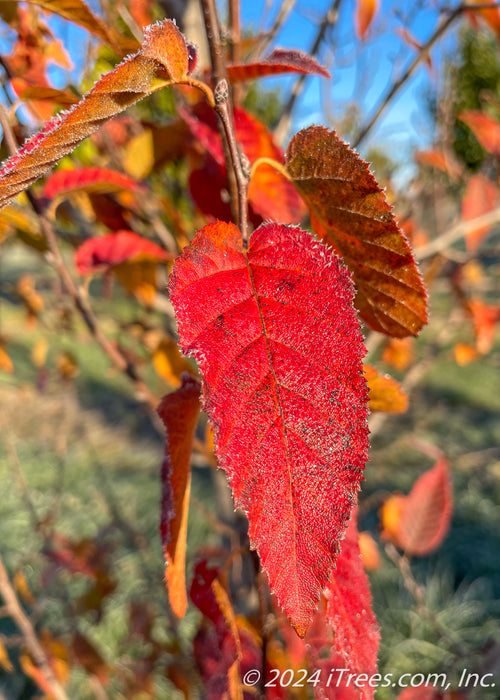 Closeup of a fiery red leaf.