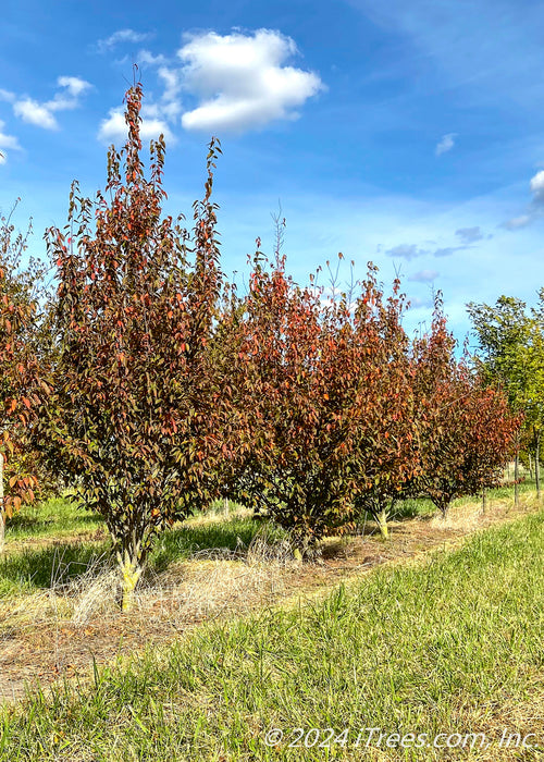 A row of Firespire Hornbeam in the nursery with changing fall color.