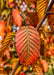 Closeup of a finely serrated bright red-orange leaf.