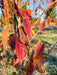 Closeup of fiery fall color with morning dew on the leaves.