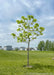 A newly planted Northern Catalpa with newly emerged green leaves, planted in an open area of a local park. Houses and green grass in the background.