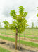 A catalpa in the nursery with a large ruler standing next to it to show canopy height measured at about 5 ft.