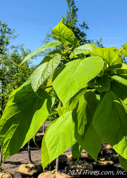 Closeup of newly emerged shiny bright green heart-shaped leaves.