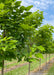 Closeup view of Catalpa in the nursery. 