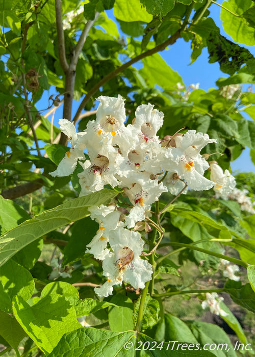 Closeup of a large bunch of white orchid-like flowers with yellowish-orange and purple splashed centers, and large green leaves.