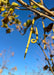 Closeup of a cigar-like pod and bare branches in fall. A clear blue sky in the background.