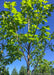 Closeup view of the underside of the tree's upper canopy of newly emerged green leaves.