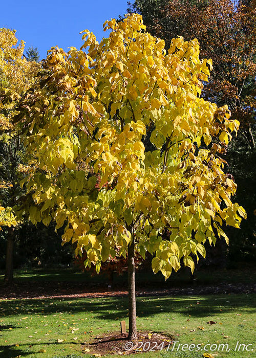 Heartland Catalpa in a backyard with bright yellow fall color.