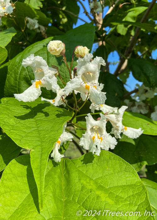 Closeup of large orchid-like flower with white petals, with splashes of yellow and purple in the center.