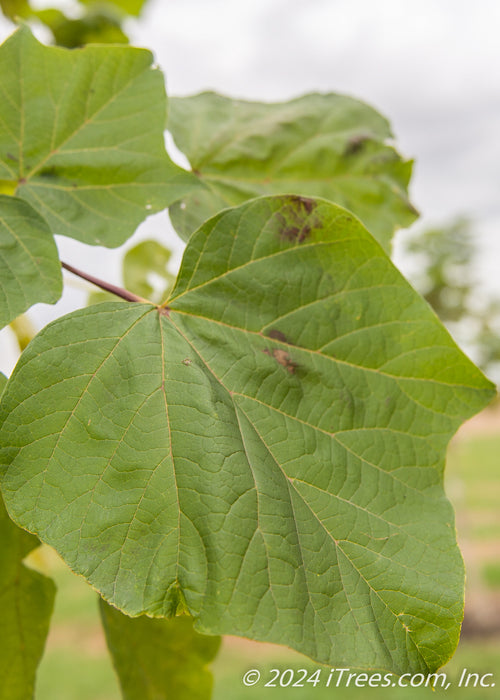 Closeup of a large green leaf.