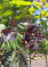 Closeup of green and dark purple leaves with flower buds.