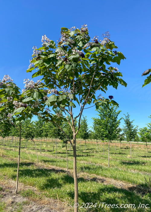 Purple Catalpa in the nursery in bloom. 