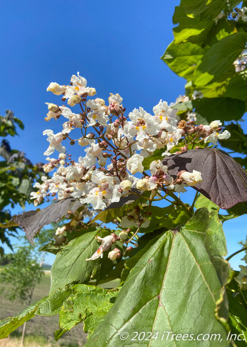 Closeup of a large panicle of white flowers with yellow and purple speckled centers, with large green and dark purple leaves.