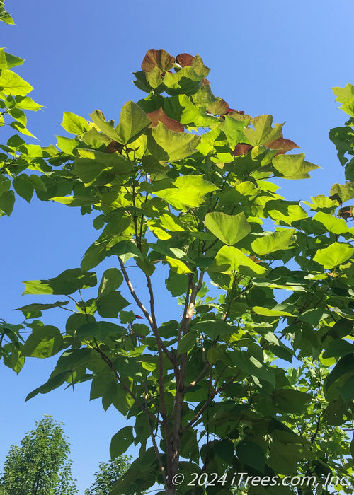 Closeup of the underside of the upper canopy of leaves with sunlight filtering through. 