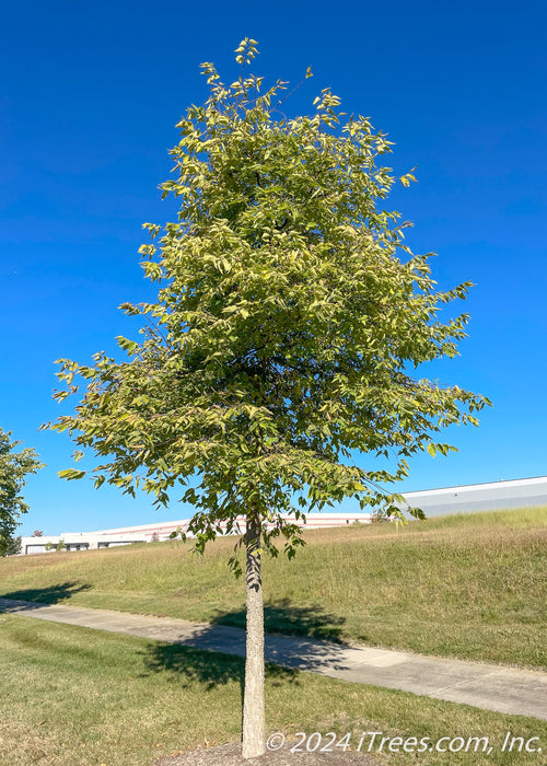 Native Hackberry with green leaves planted along a walkway. A clear blue sky in the background.