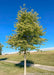 Native Hackberry with green leaves planted along a walkway. A clear blue sky in the background.