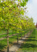 A row of Native Hackberry grows in the nursery with changing fall color from green to yellow. Strips of green grass between rows of trees, with cloudy skies in the background.