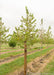 A Native Hackberry in a nursery row with a large ruler standing next to it to show its canopy height measured at about 5 ft.