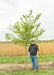 Native Hackberry grows in the nursery with green leaves. A person stands nearby to show its height. Their shoulder is at the lowest branch.