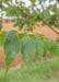 Closeup of a small branch of leathery-like green leaves.