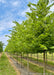 A row of Native Hackberry in the nursery with green leaves, and deeply furrowed trunks. Strips of green grass and blue cloudy skies in the background.