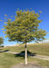 A maturing Native Hackberry planted near a walkway with green leaves and rough rugged bark, green grass and blue skies in the background.