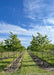 Two rows of Native Hackberry grow in the nursery with green leaves. Strips of green grass grow between rows of trees. Blue skies are in the background.