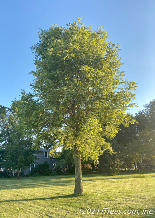 Native Hackberry with green leaves planted in an open area of a yard. A house in the background.