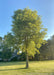 Native Hackberry with green leaves planted in an open area of a yard. A house in the background.