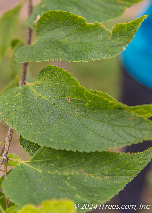 Closeup of toothed green leaves.