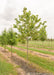 Chicagoland Hackberry grows in a nursery row showing full canopy of green leaves.