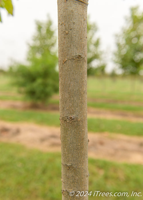 Closeup of trunk.