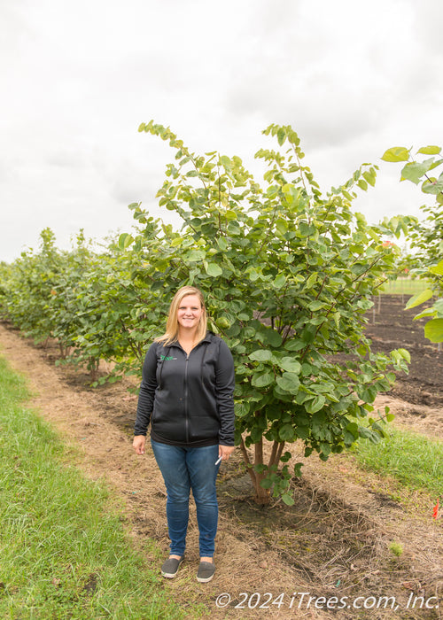 Clump form redbud with a person standing next to it for height comparison.