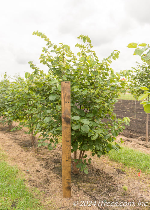 Clump form redbud with a ruler standing next to it to show height.