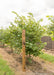 Clump form redbud with a ruler standing next to it to show height.