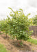 A nursery row of clump form redbud with green leaves.