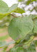 Closeup of a branch of green heart-shaped leaves.