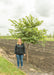 Single trunk redbud in the nursery with a person standing next to it to show its height, their shoulder is at the lowest branch.