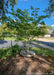 A newly planted redbud in a side yard berm, seen with a treegator donut around its base.