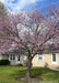 A mature single trunk redbud in bloom.