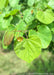 Closeup of newly emerged bright green heart-shaped leaves.