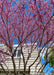 Closeup of a clump form tree's canopy from underneath the tree, in bloom