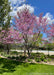 A row of clump form redbud planted along the outside of a fence surrounding a pool, seen in full bloom.