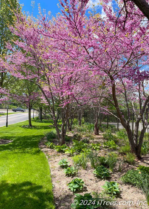 A row of staggered clump form redbud are planted a long a fence at the entrance of a a subdivision, seen in bloom.