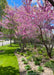 A row of staggered clump form redbud are planted a long a fence at the entrance of a a subdivision, seen in bloom.