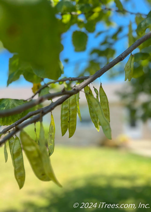 Closeup of redbud seed pods.