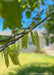 Closeup of redbud seed pods.