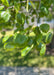 Closeup of newly emerged green leaves.